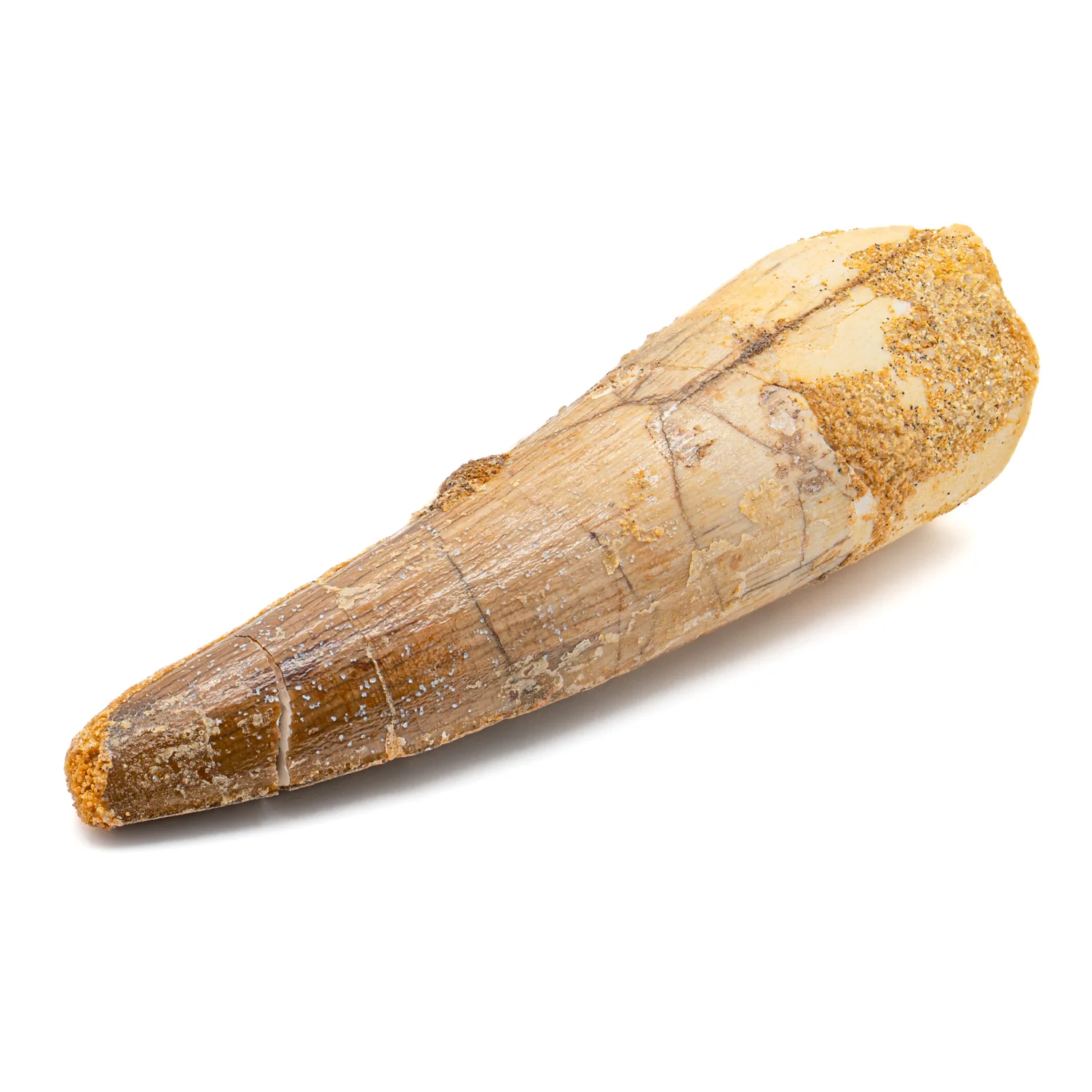 Spinosaurus Tooth - SOLD 2.772" Natural Wear Fossil - Image 2