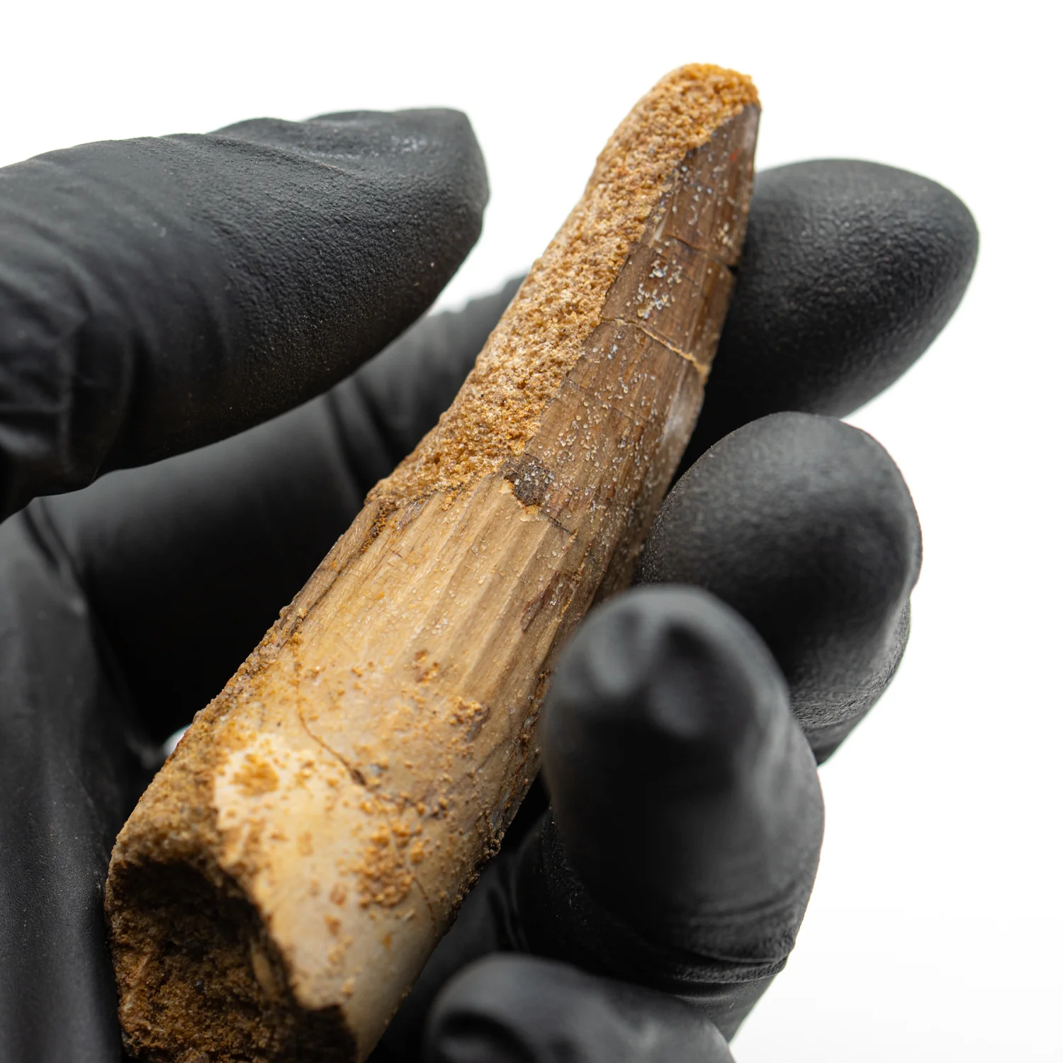 Spinosaurus Tooth - SOLD 2.772" Natural Wear Fossil - Image 3