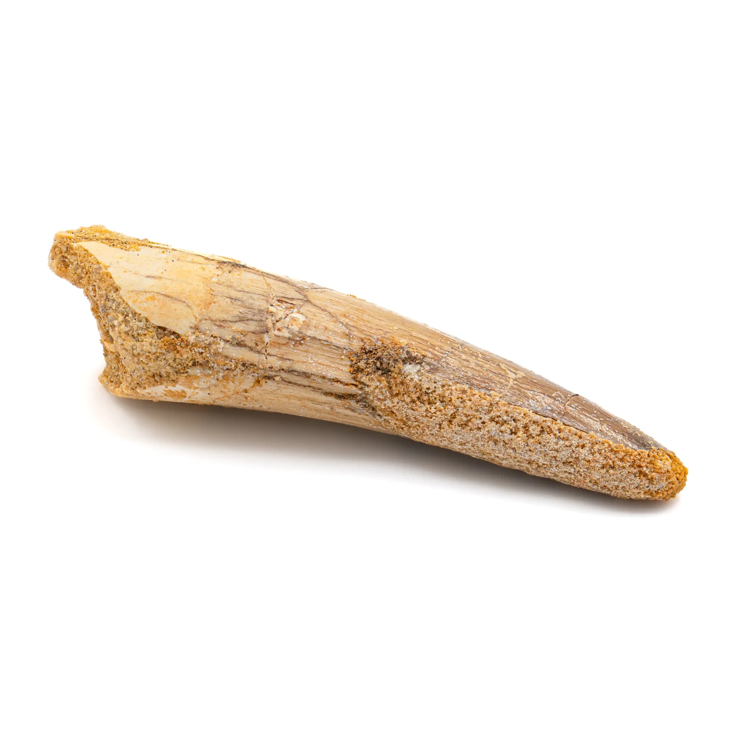 Spinosaurus Tooth - SOLD 2.772" Natural Wear Fossil - Image 4
