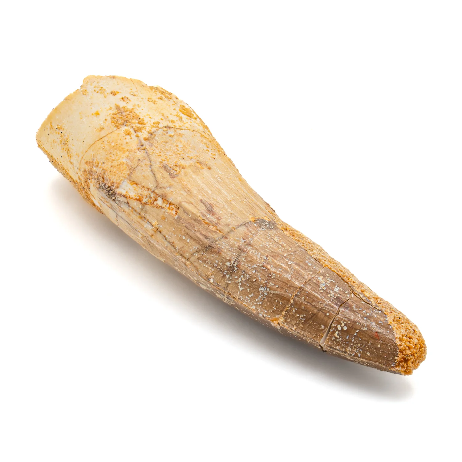 Spinosaurus Tooth - SOLD 2.772" Natural Wear Fossil - Image 5