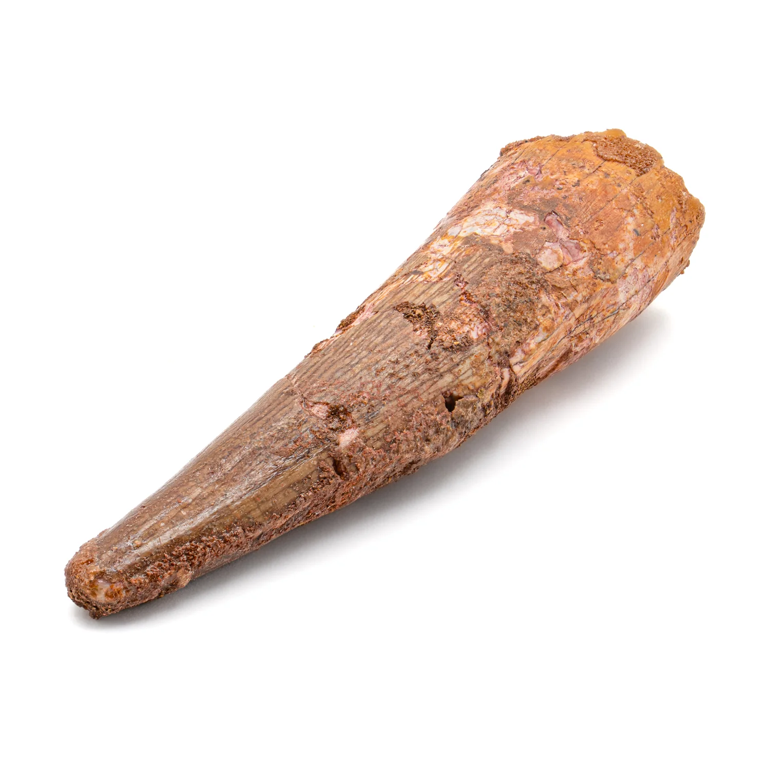 Spinosaurus Tooth - SOLD 2.792" Natural Wear Fossil