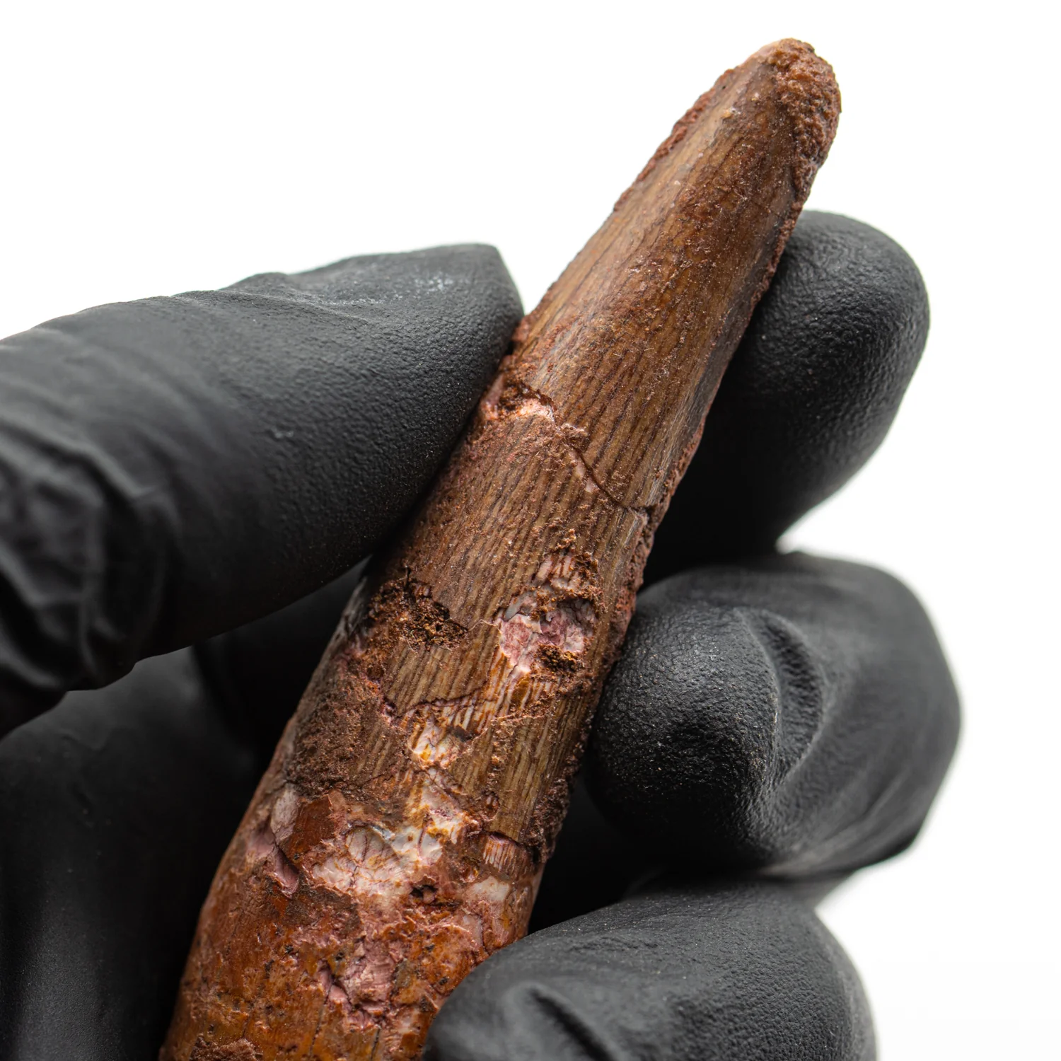 Spinosaurus Tooth - SOLD 2.792" Natural Wear Fossil - Image 2