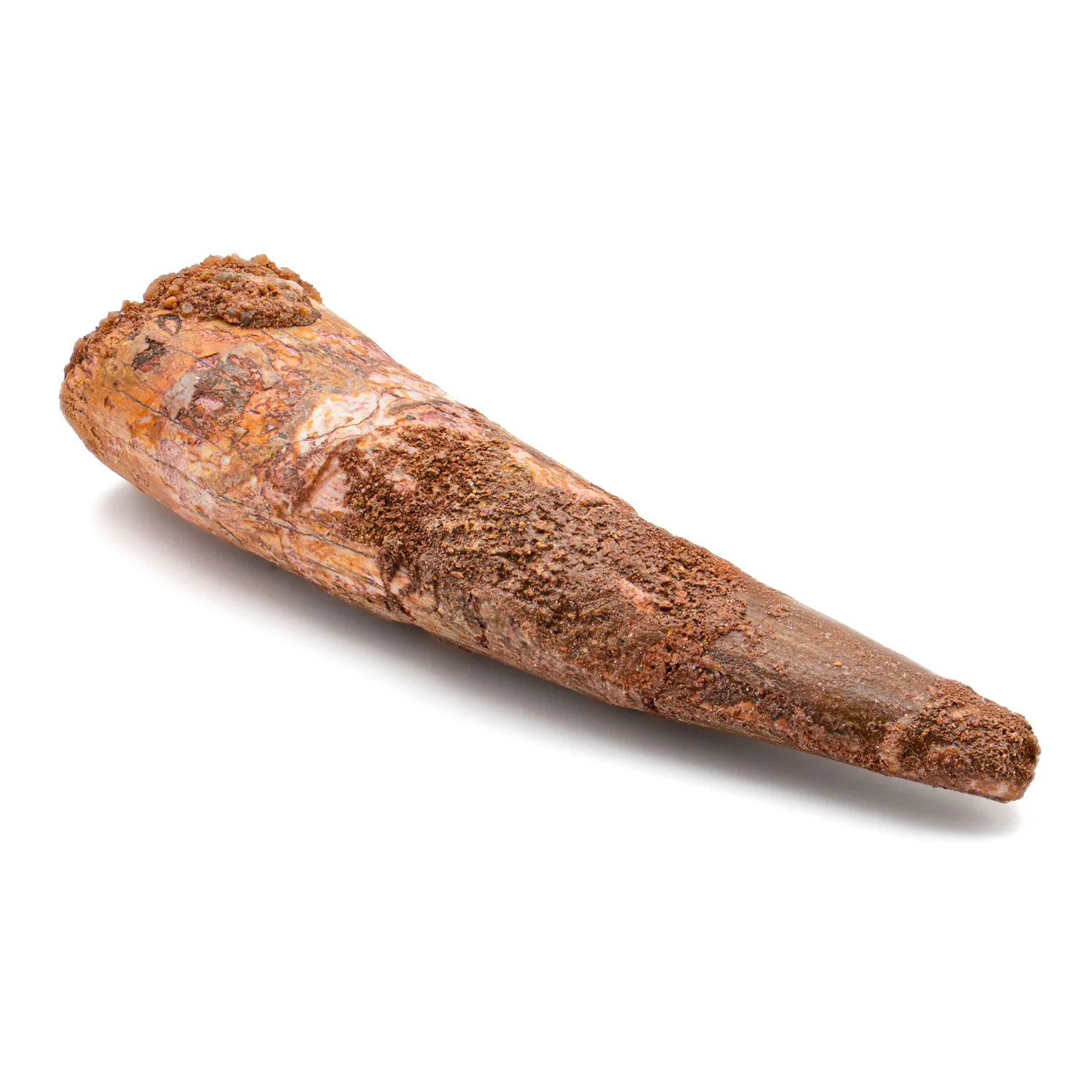 Spinosaurus Tooth - SOLD 2.792" Natural Wear Fossil - Image 3