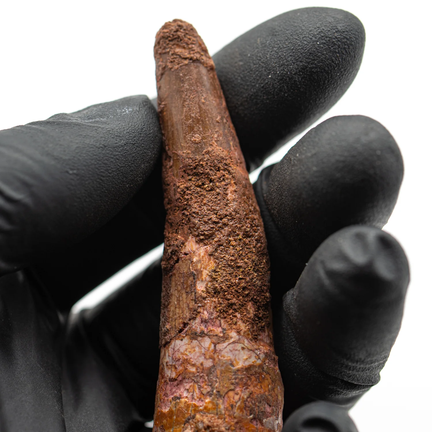Spinosaurus Tooth - SOLD 2.792" Natural Wear Fossil - Image 4