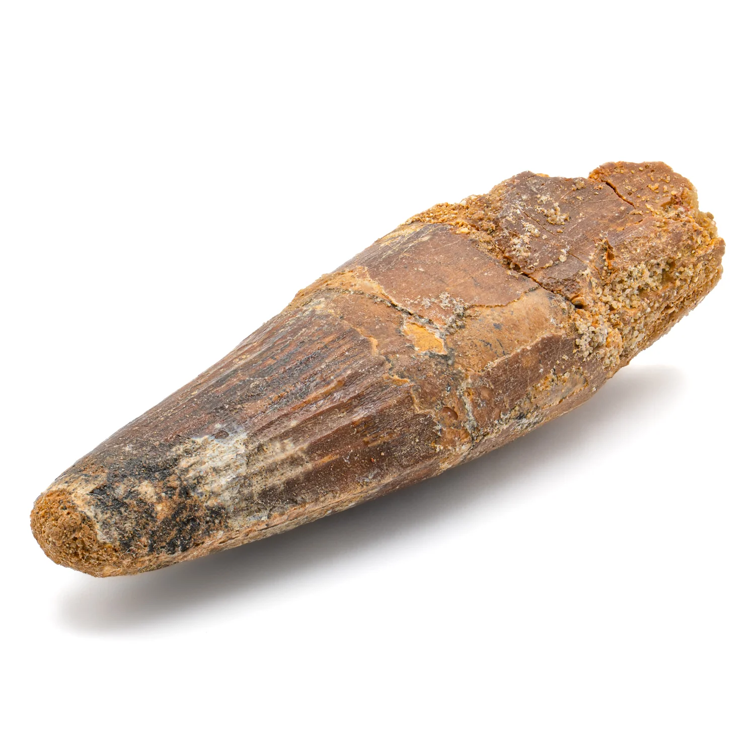 Spinosaurus Tooth - SOLD 2.807" Natural Wear Fossil