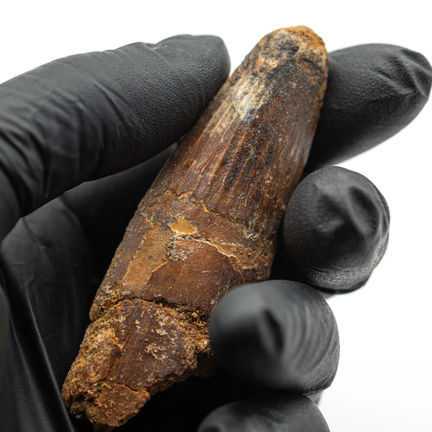 Spinosaurus Tooth - SOLD 2.807" Natural Wear Fossil - Image 2