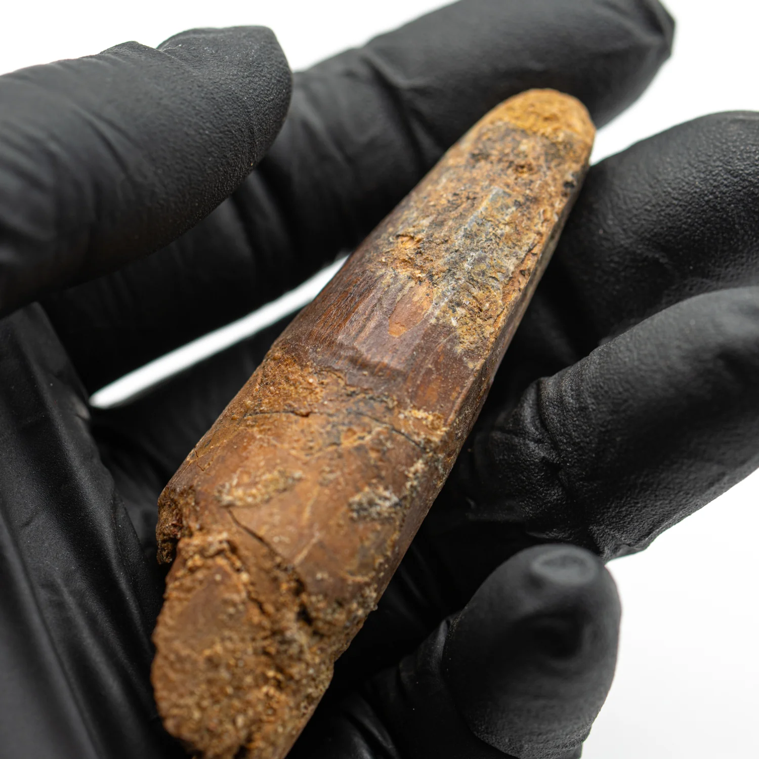 Spinosaurus Tooth - SOLD 2.807" Natural Wear Fossil - Image 3