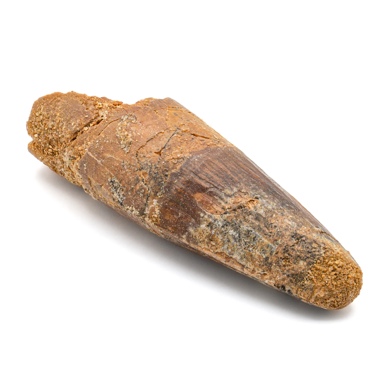 Spinosaurus Tooth - SOLD 2.807" Natural Wear Fossil - Image 4