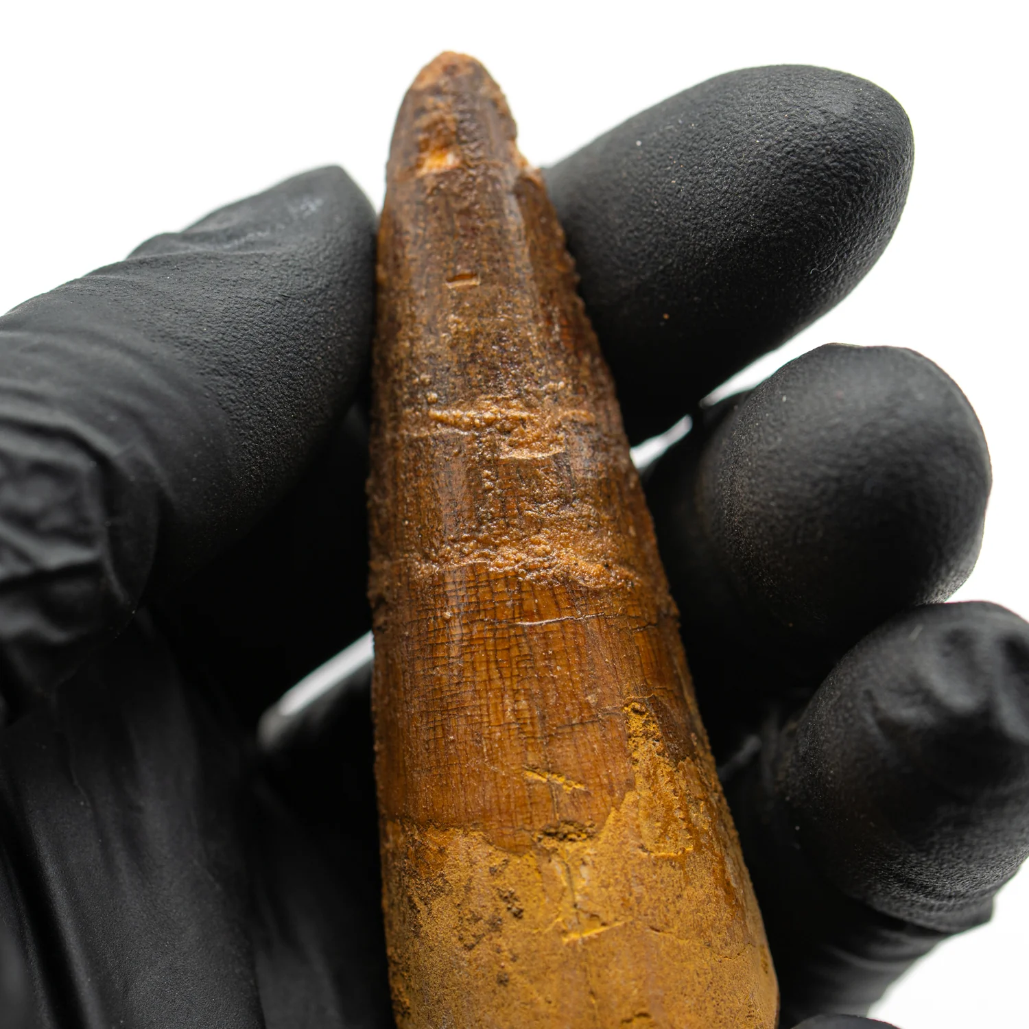 Spinosaurus Tooth - SOLD 2.834" Natural Wear Fossil - Image 2