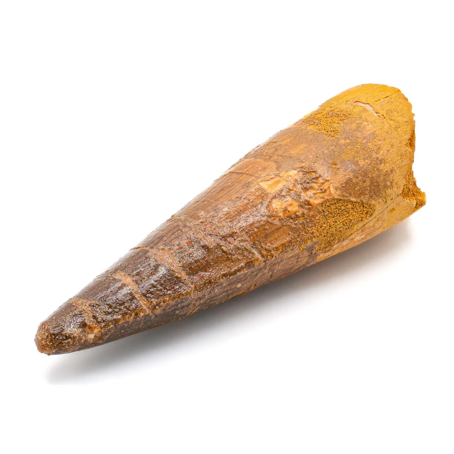 Spinosaurus Tooth - SOLD 2.834" Natural Wear Fossil - Image 3