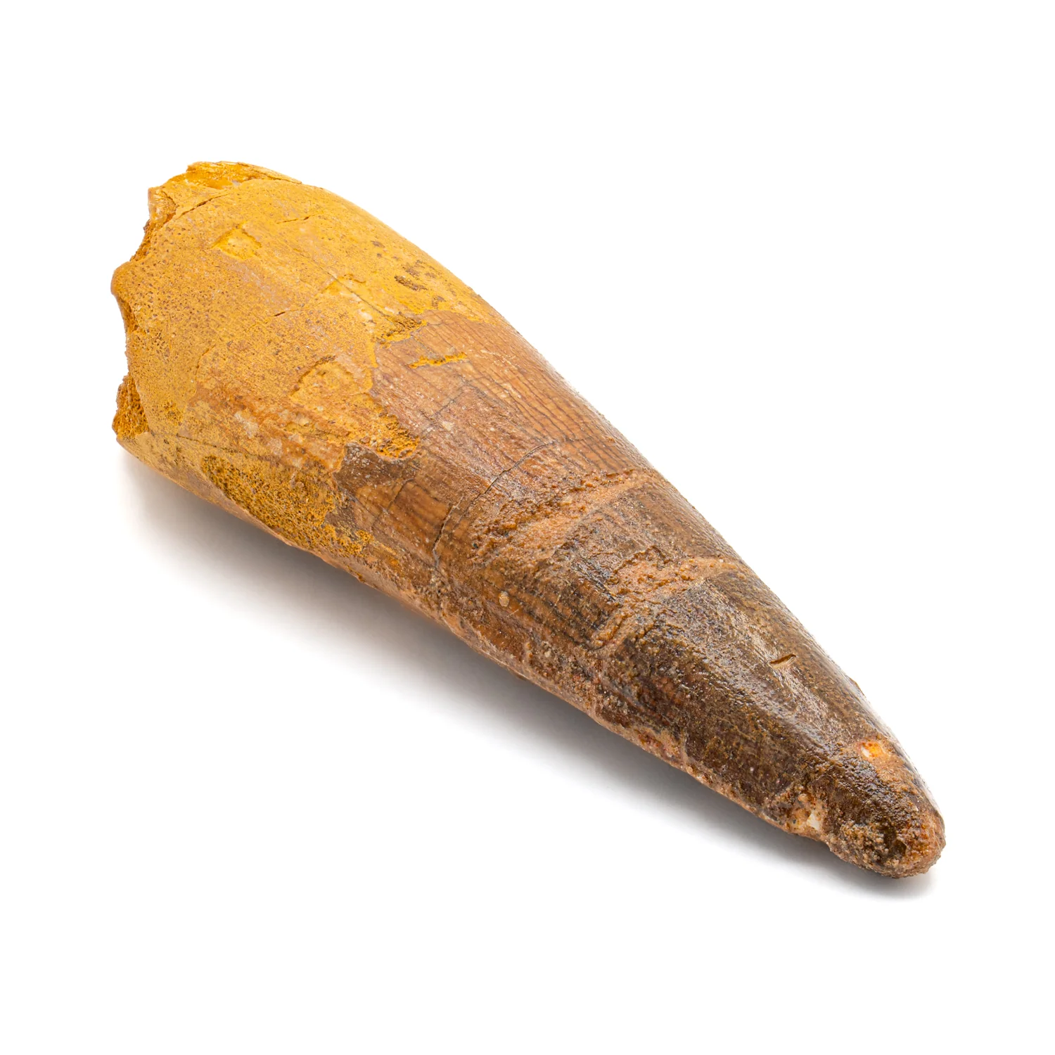 Spinosaurus Tooth - SOLD 2.834" Natural Wear Fossil - Image 4