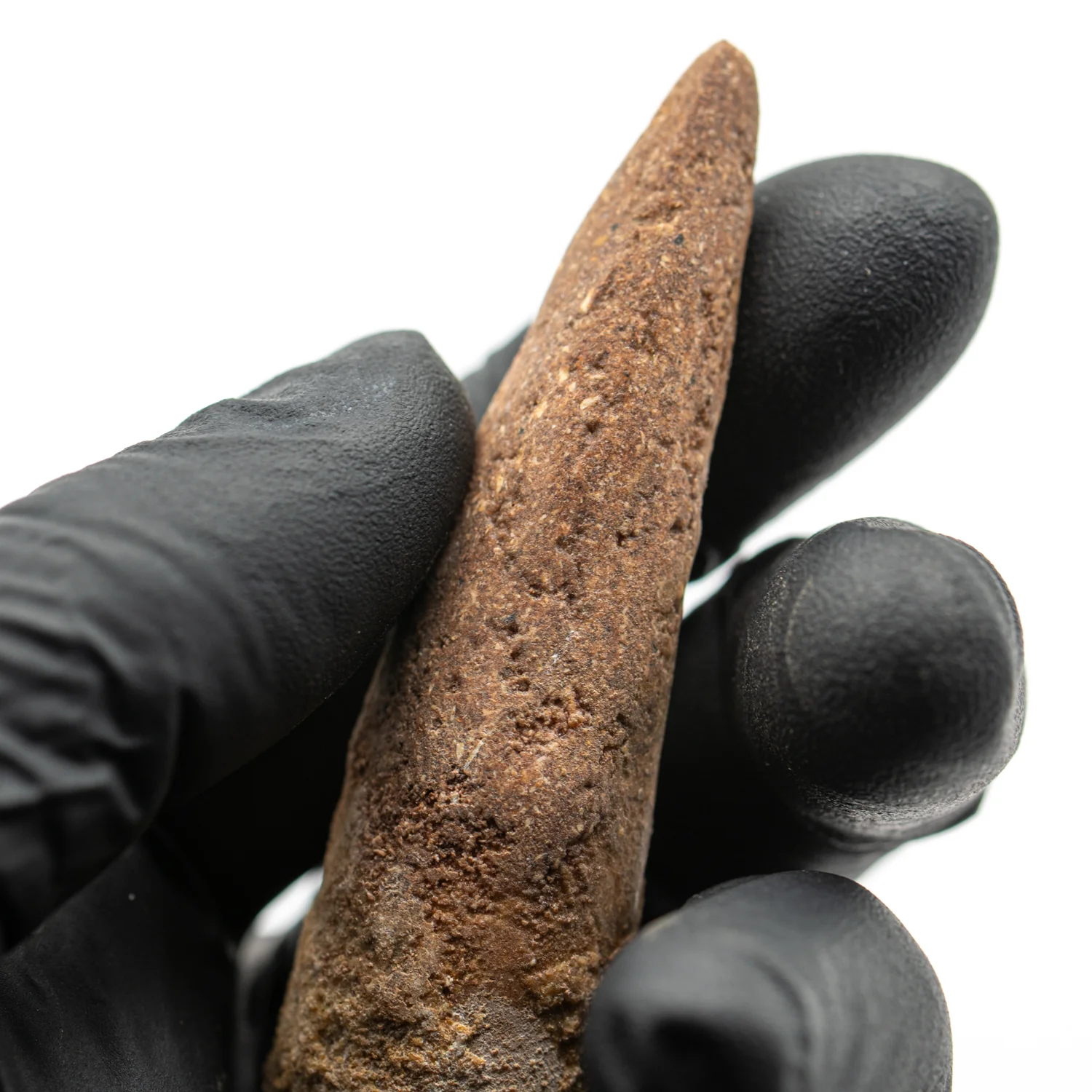 Spinosaurus Tooth - SOLD 2.844" Natural Wear Fossil - Image 2
