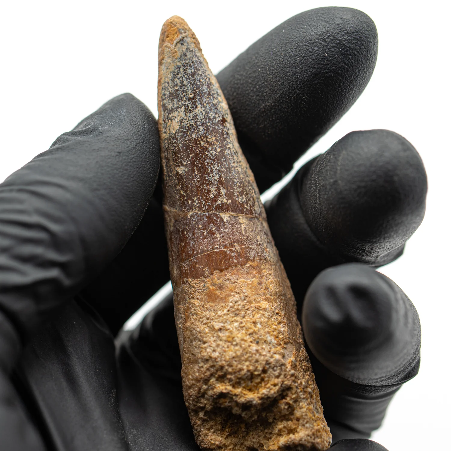 Spinosaurus Tooth - SOLD 2.844" Natural Wear Fossil - Image 3
