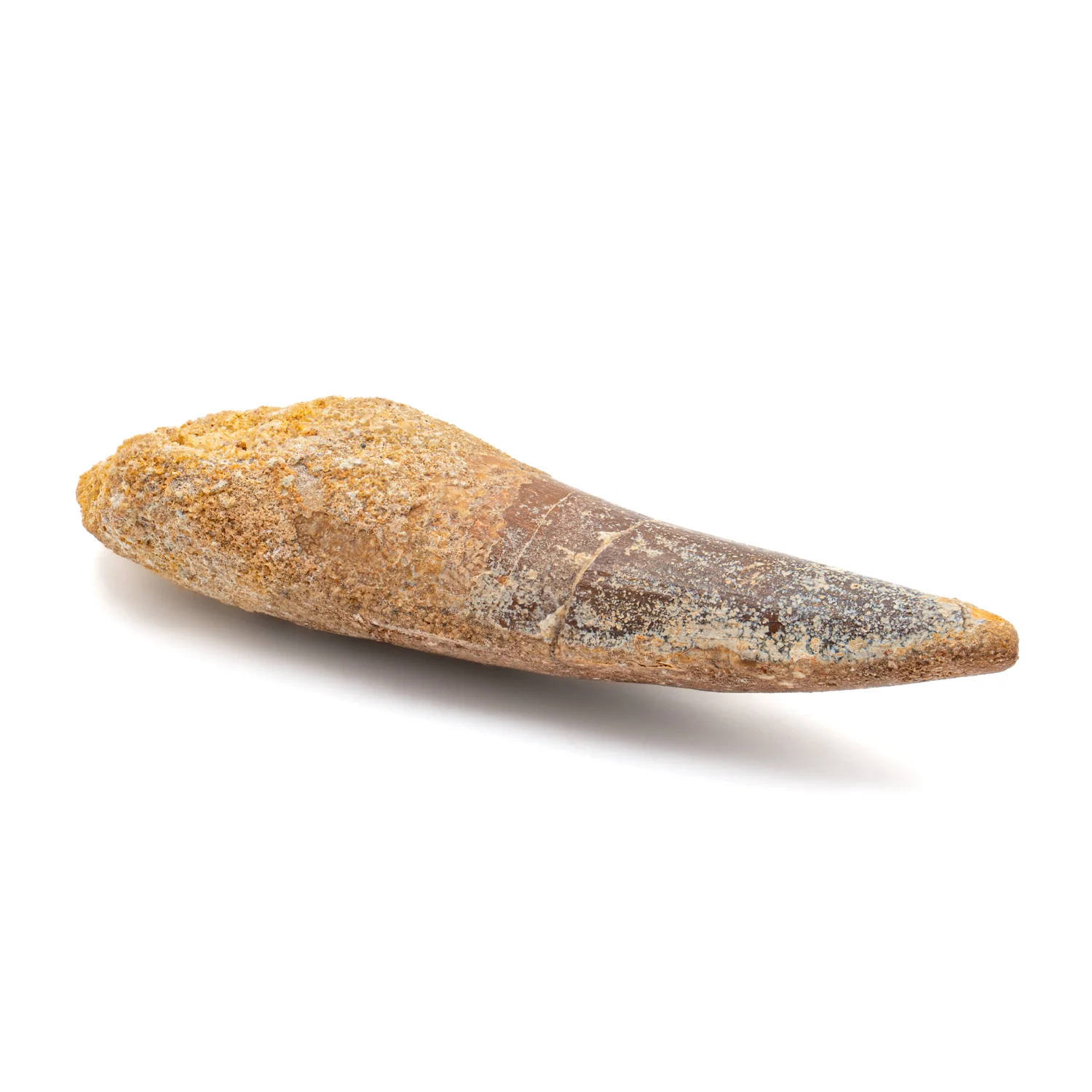 Spinosaurus Tooth - SOLD 2.844" Natural Wear Fossil - Image 4