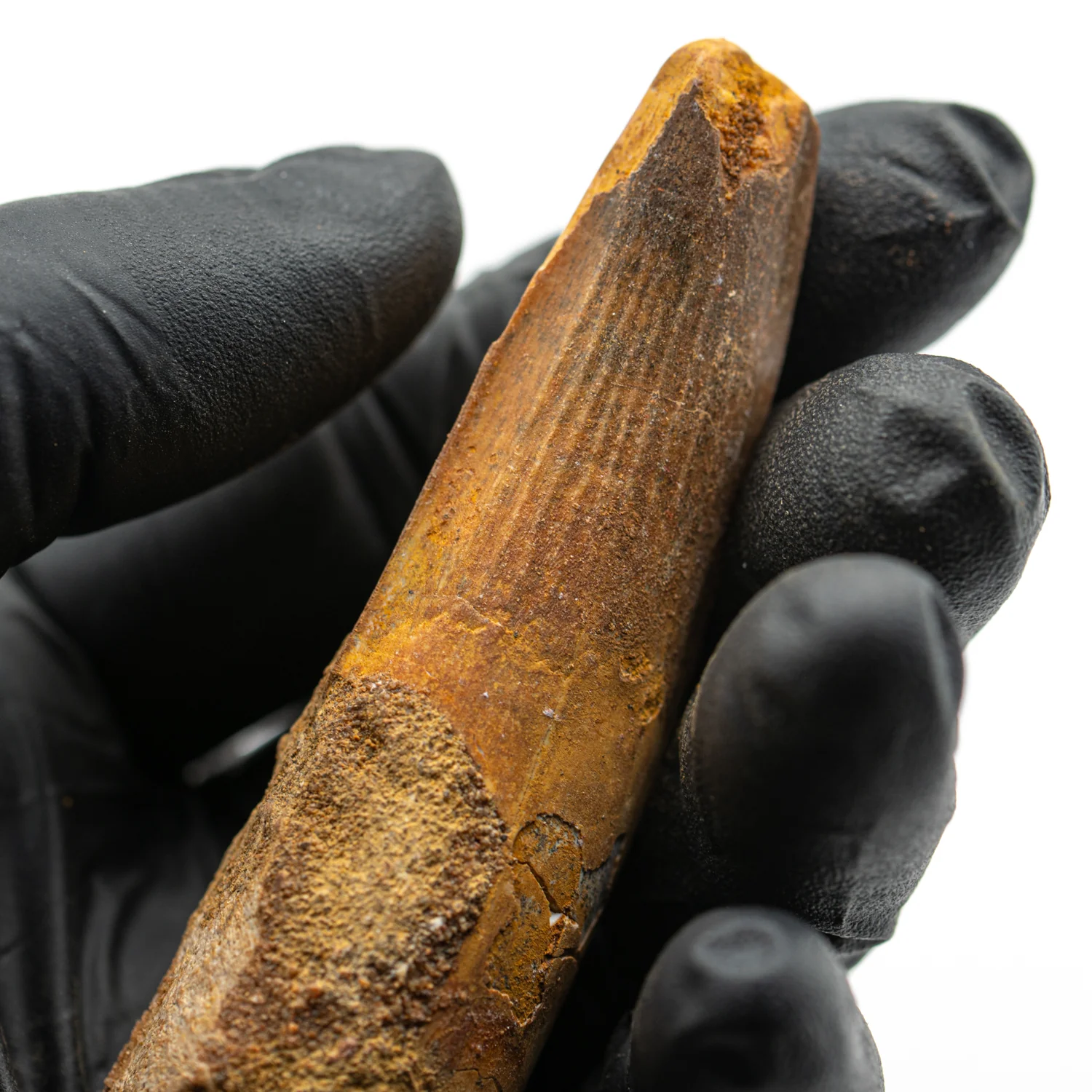 Spinosaurus Tooth - SOLD 3.082" Natural Wear Fossil