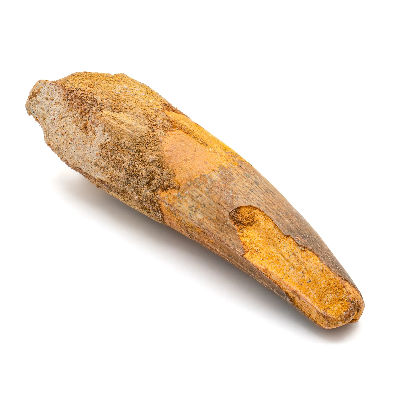 Spinosaurus Tooth - SOLD 3.082" Natural Wear Fossil - Image 2