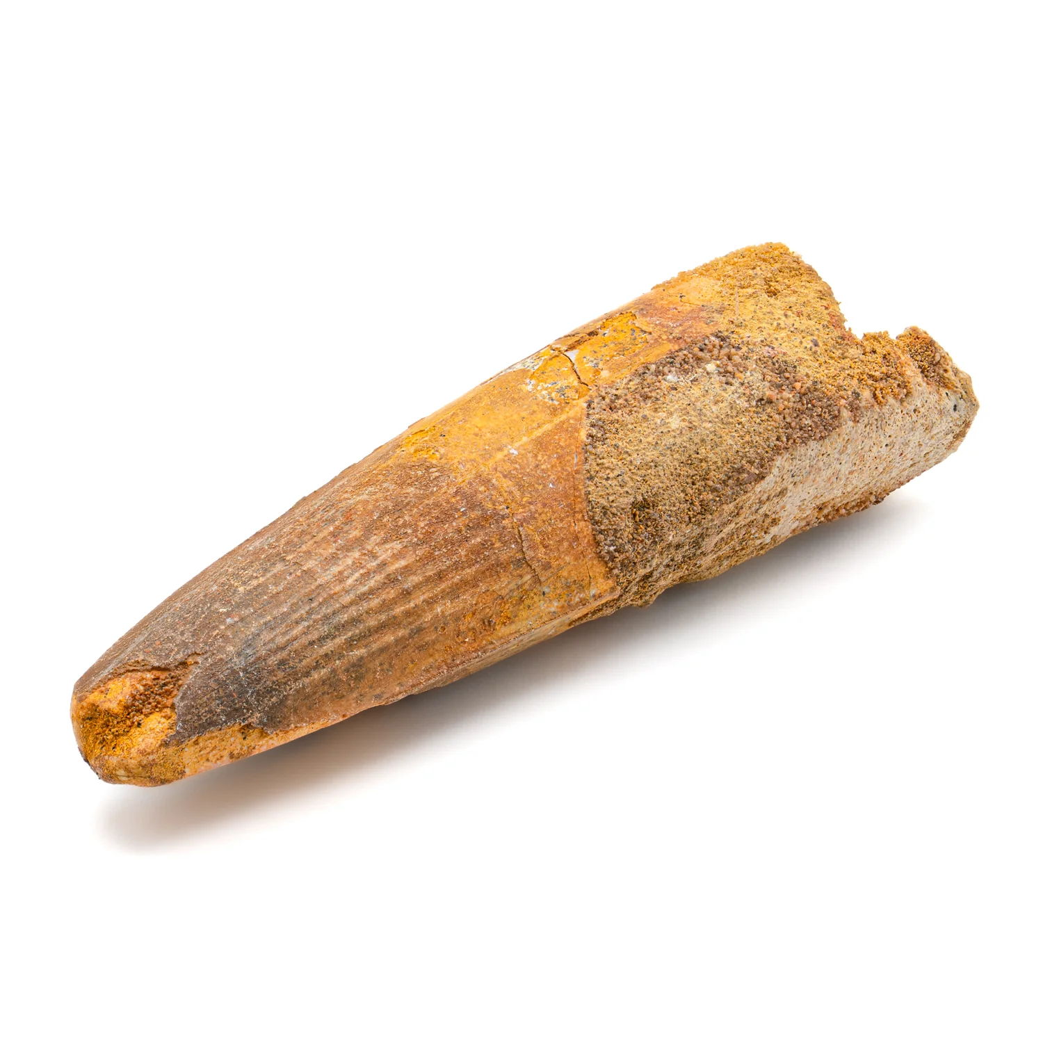 Spinosaurus Tooth - SOLD 3.082" Natural Wear Fossil - Image 3