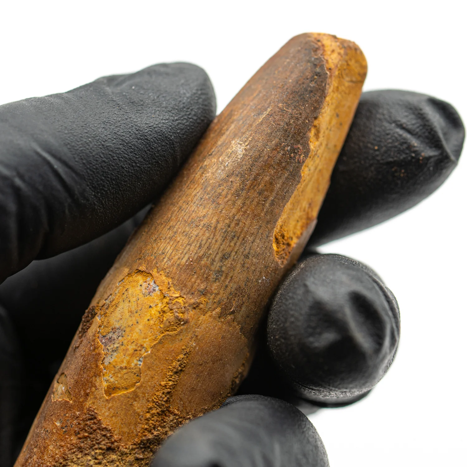 Spinosaurus Tooth - SOLD 3.082" Natural Wear Fossil - Image 4