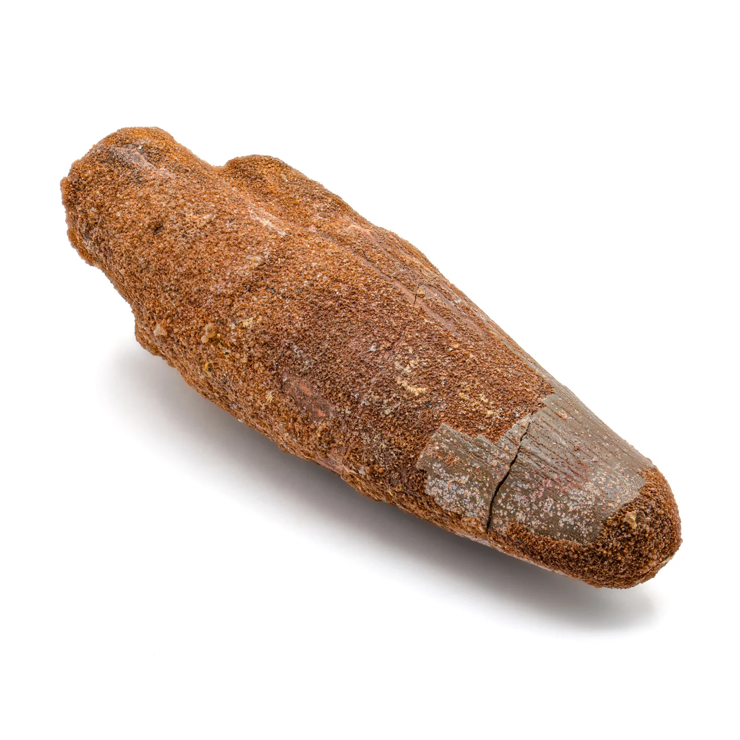 Spinosaurus Tooth - 3.244" Natural Wear Fossil - Image 3