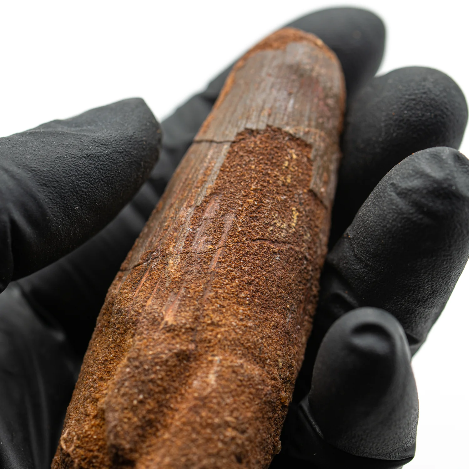 Spinosaurus Tooth - 3.244" Natural Wear Fossil - Image 4