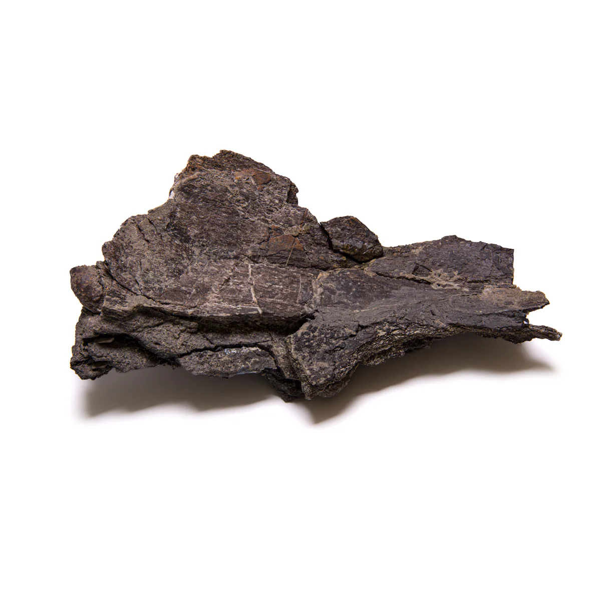 Stegosaurus Plate - Image 3