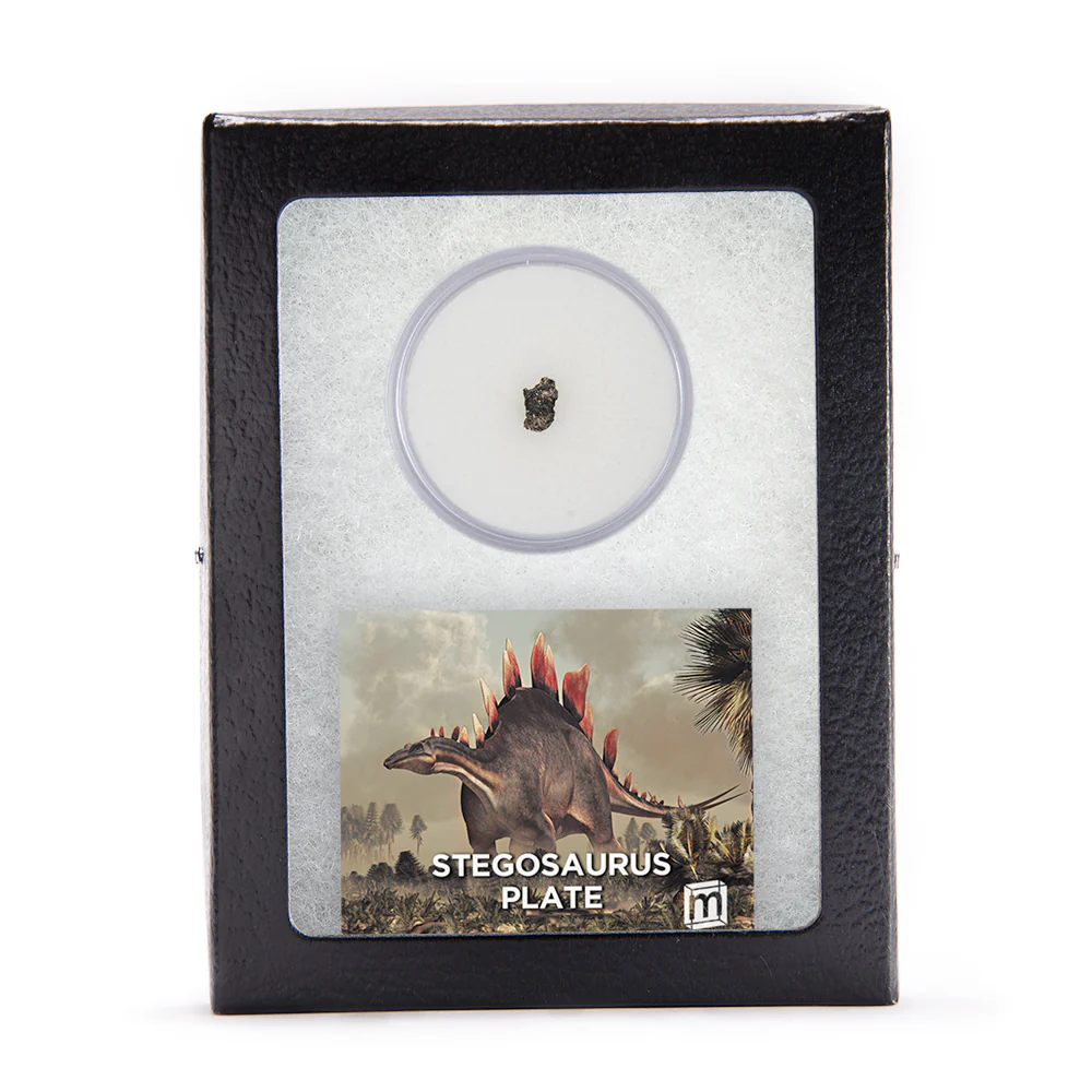 Stegosaurus Plate - Image 4