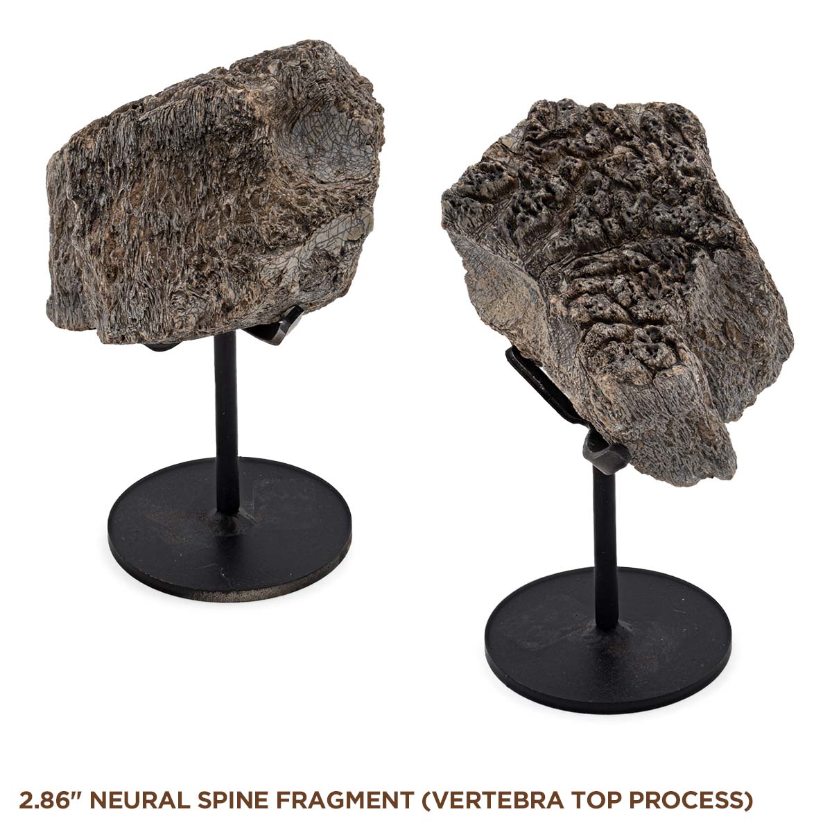 Stegosaurus Plate - Image 5