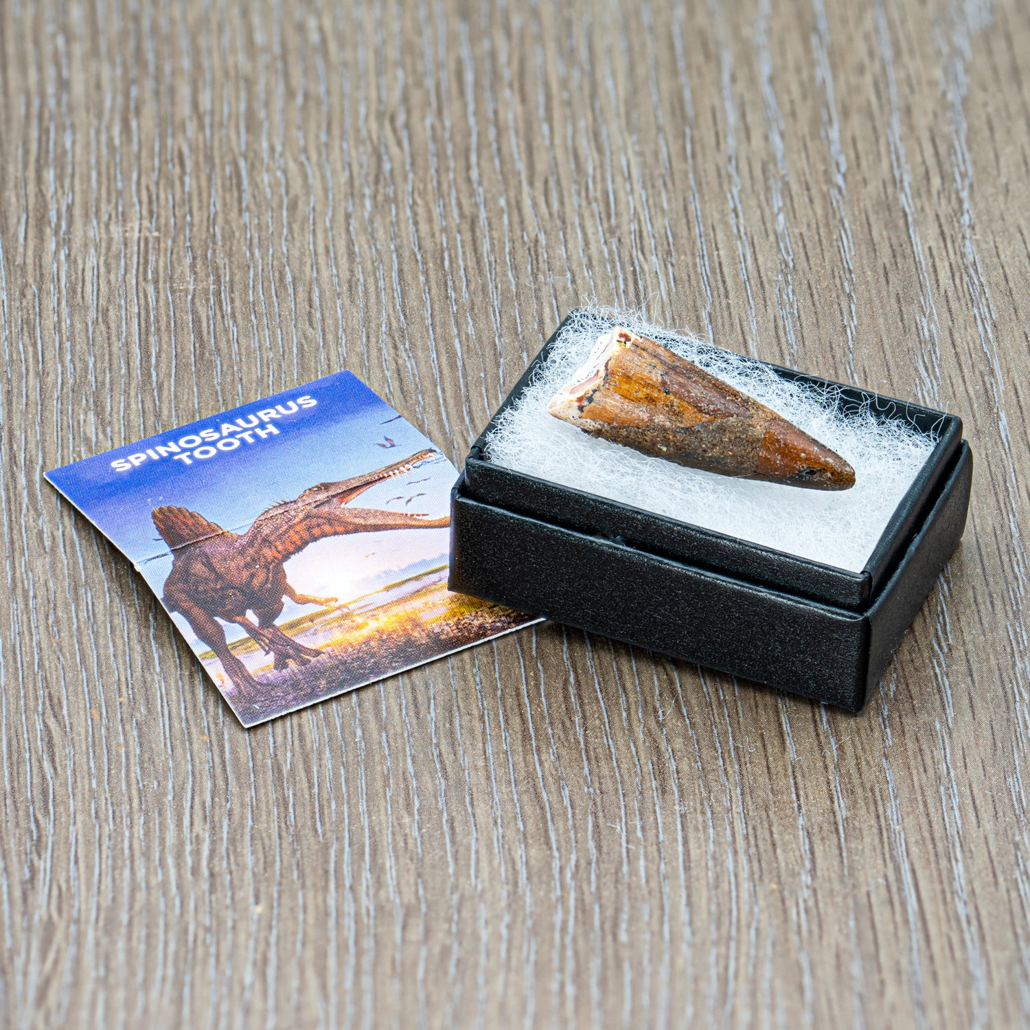 Super Spinosaurus Pocket Fossil - Image 4