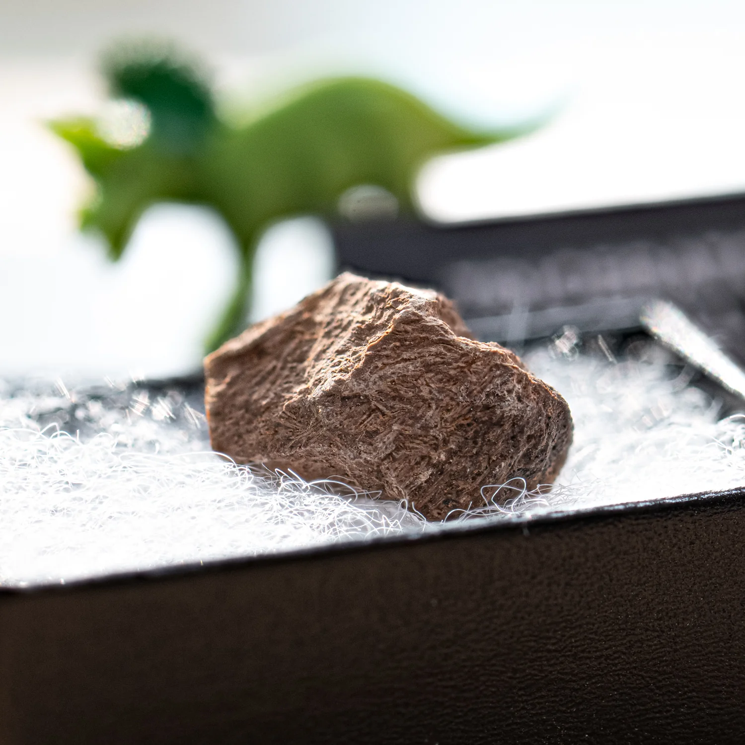 Terrific Triceratops Frill Pocket Fossil - Image 4