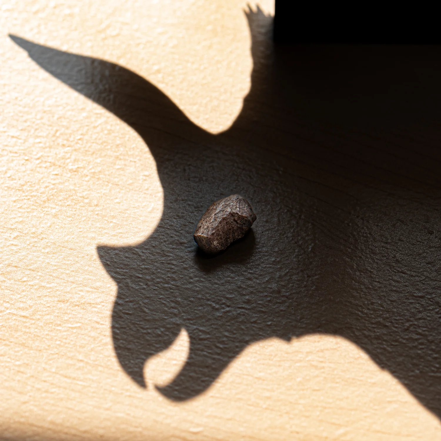 Terrific Triceratops Frill Pocket Fossil - Image 5