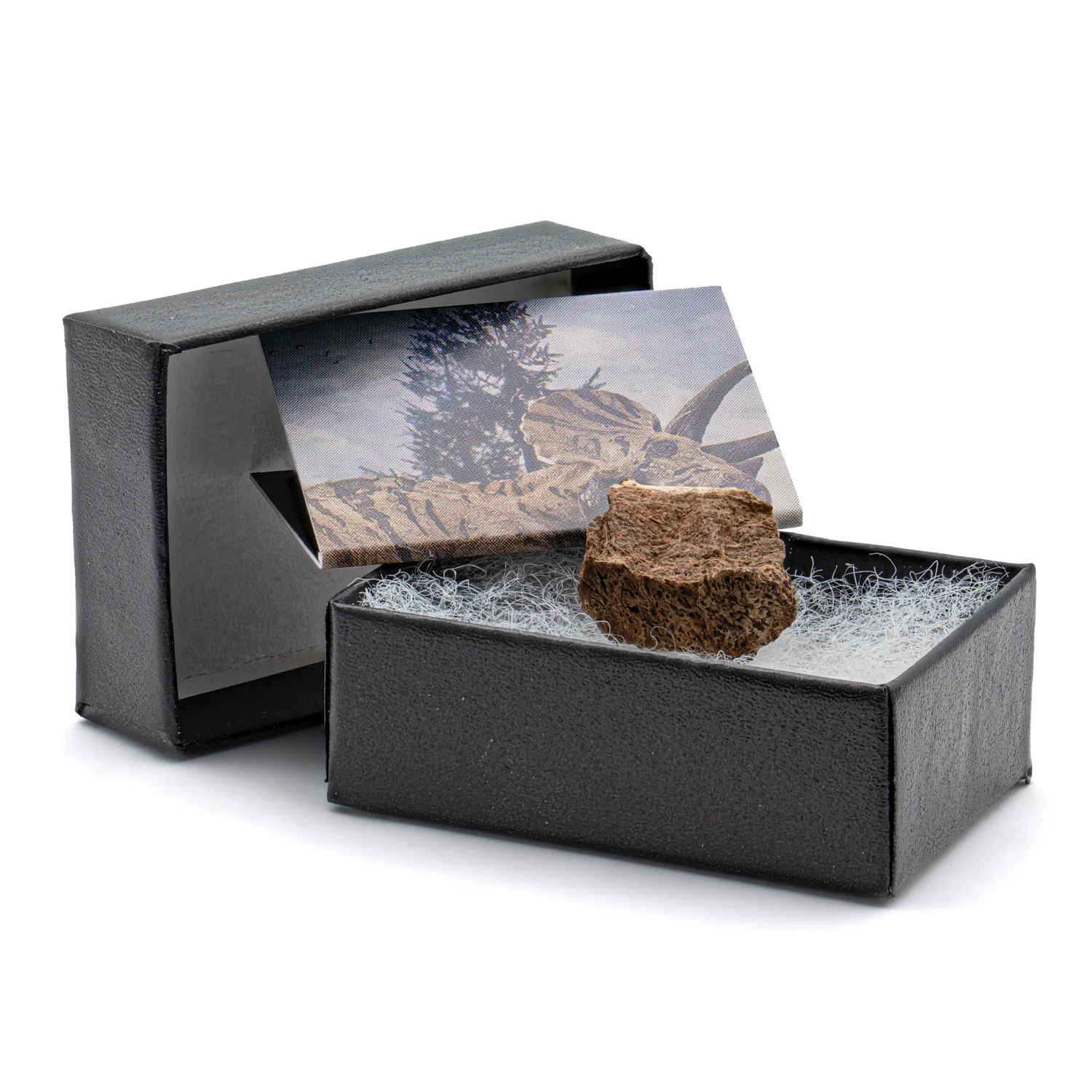 Terrific Triceratops Frill Pocket Fossil - Image 7