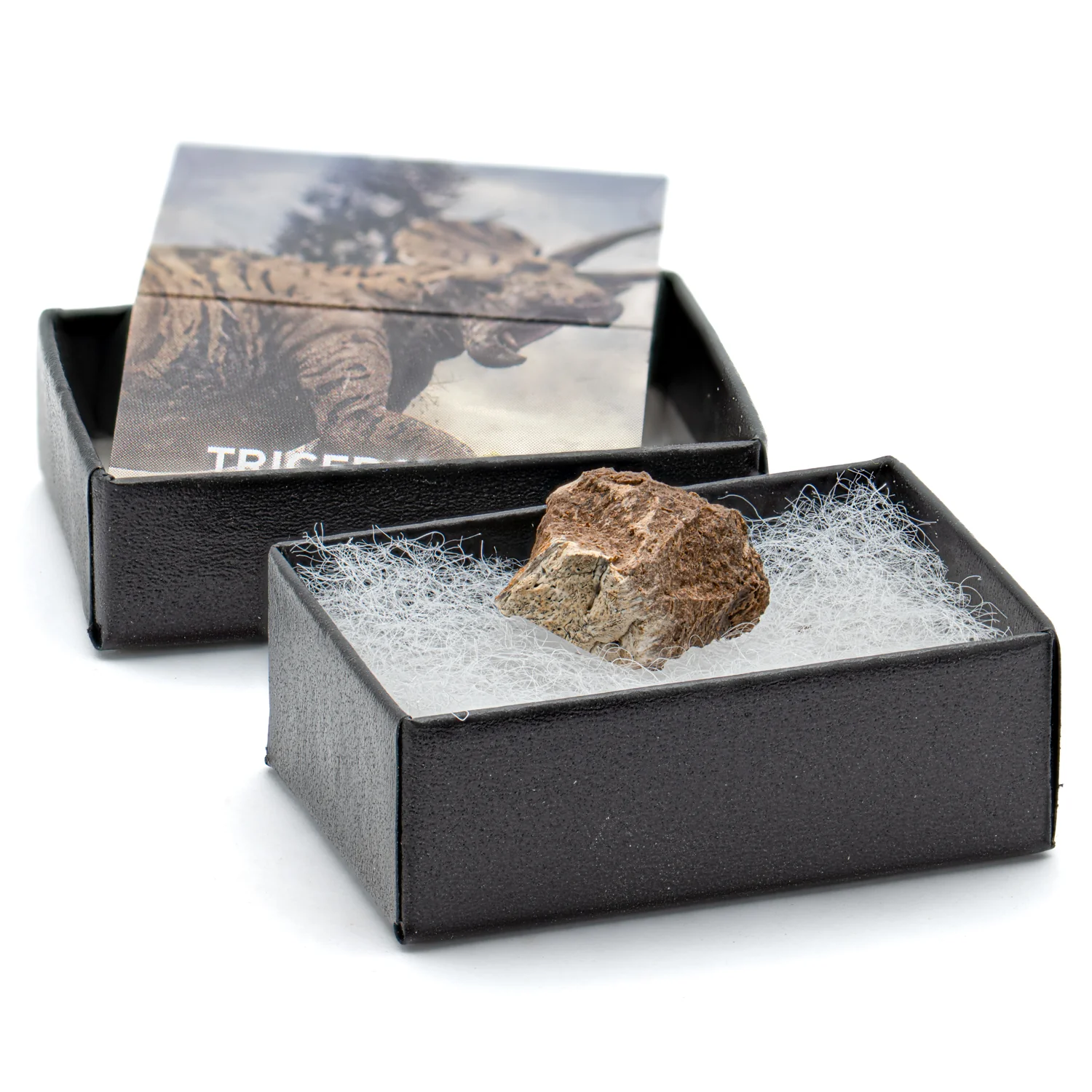 Terrific Triceratops Frill Pocket Fossil - Image 8