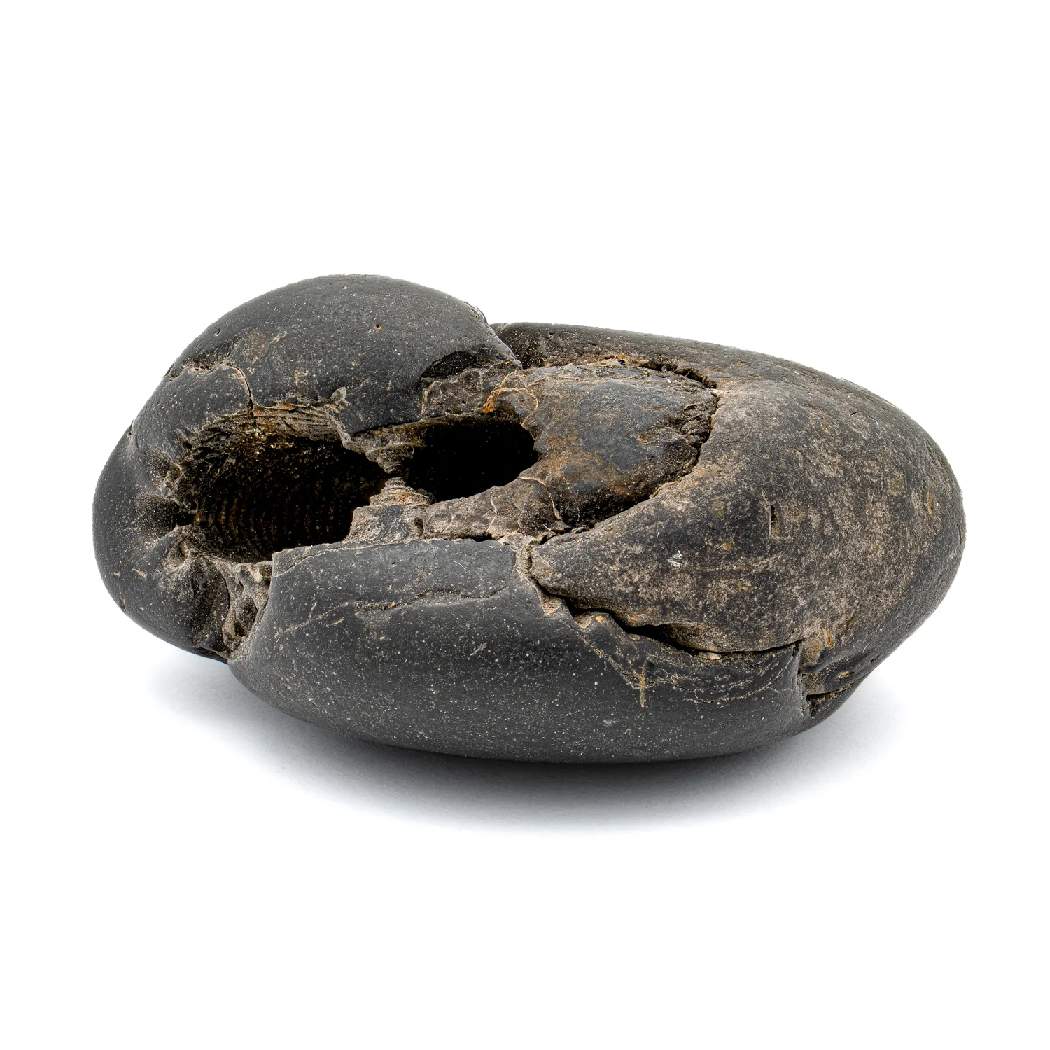 Tethys Ocean Fossil - SOLD 2.84" Ammonite Shell - Image 3