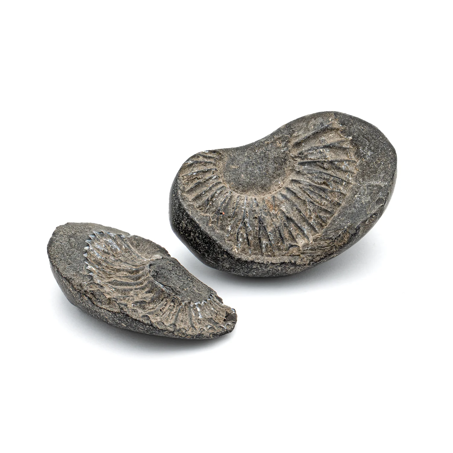 Tethys Ocean Shaligram Fossil - SOLD 1.55" Fossil Pair - Image 2