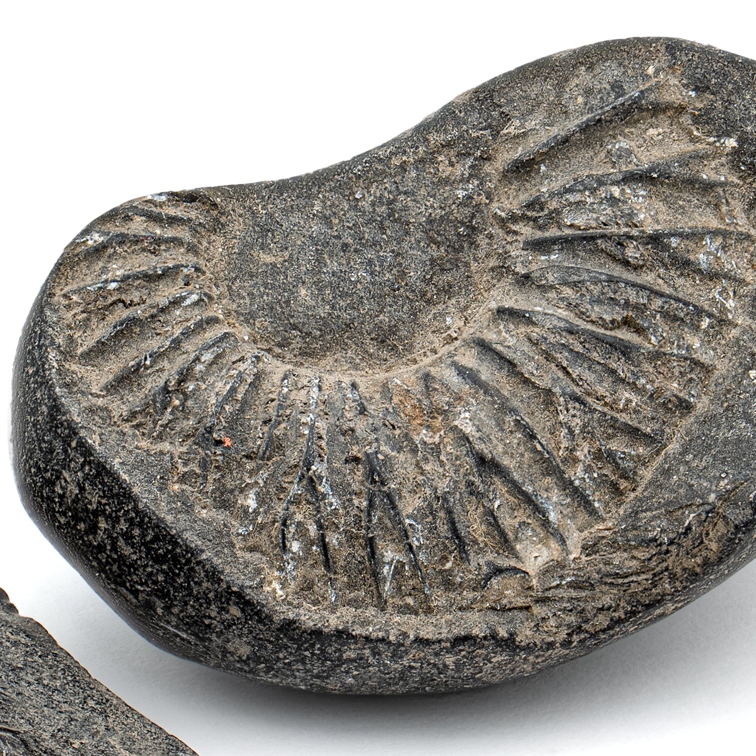 Tethys Ocean Shaligram Fossil - SOLD 1.55" Fossil Pair - Image 3