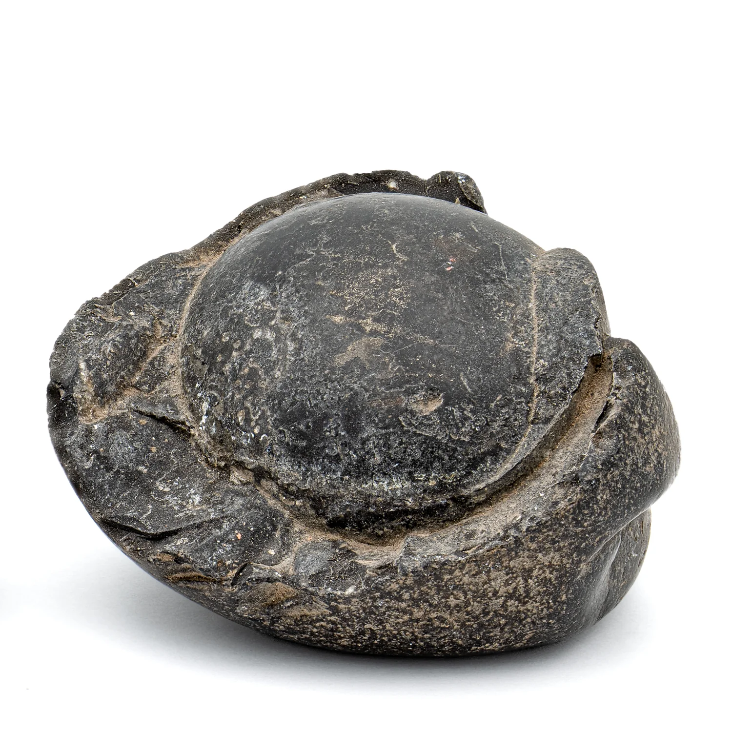 Tethys Ocean Shaligram Fossil - SOLD 1.74" Fossil Pair - Image 2