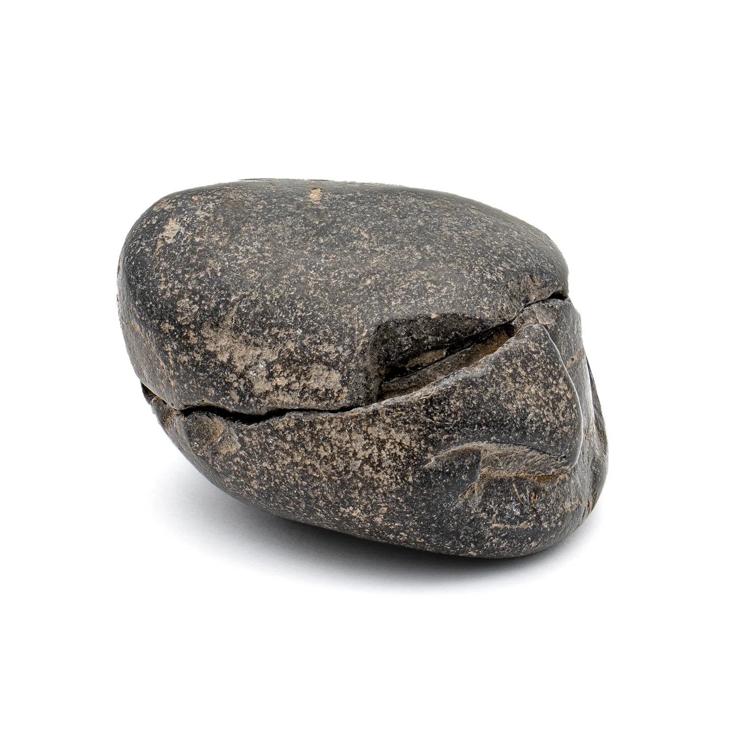 Tethys Ocean Shaligram Fossil - SOLD 1.74" Fossil Pair - Image 3