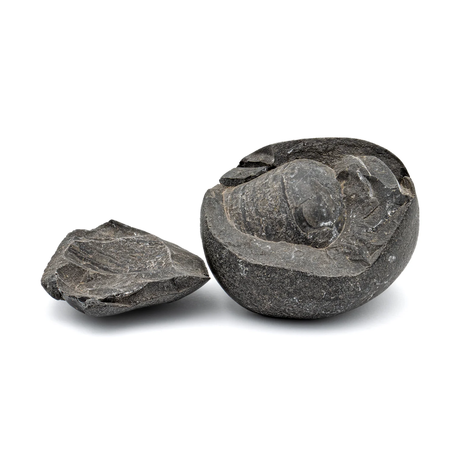 Tethys Ocean Shaligram Fossil - SOLD 2.61" Fossil Pair