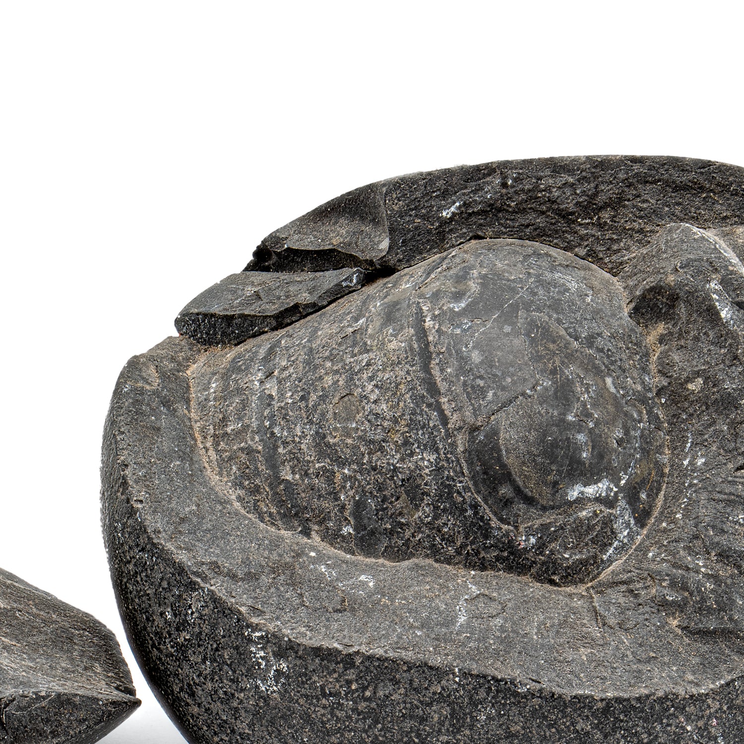Tethys Ocean Shaligram Fossil - SOLD 2.61" Fossil Pair - Image 2