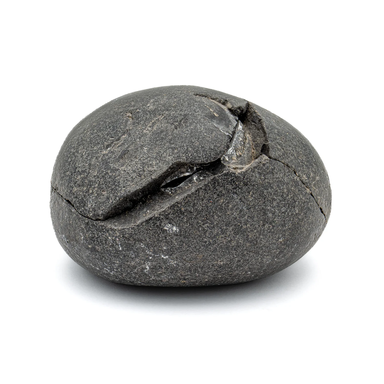 Tethys Ocean Shaligram Fossil - SOLD 2.61" Fossil Pair - Image 3