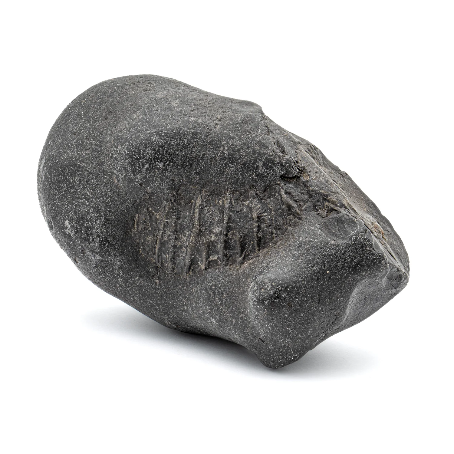 Tethys Ocean Shaligram Fossil - SOLD 3.90" Ammonite Shell