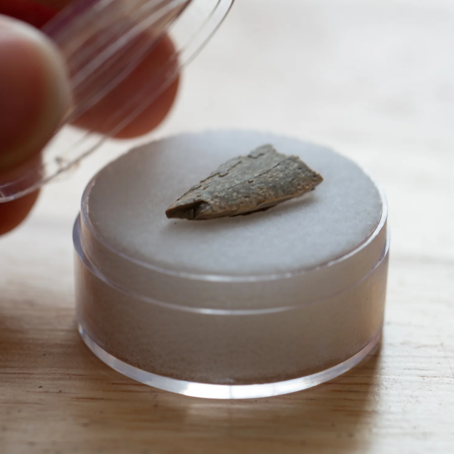 Theropod Tooth - Javelina Formation Fossil Fragment - Image 3