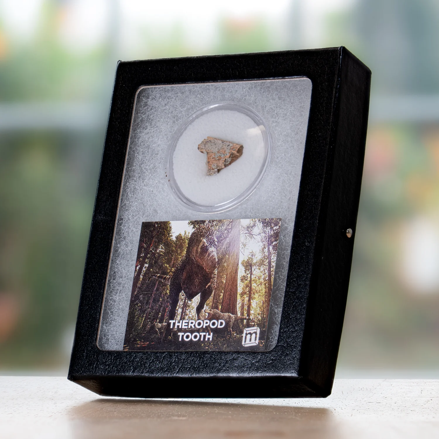 Theropod Tooth - Javelina Formation Fossil Fragment - Image 4