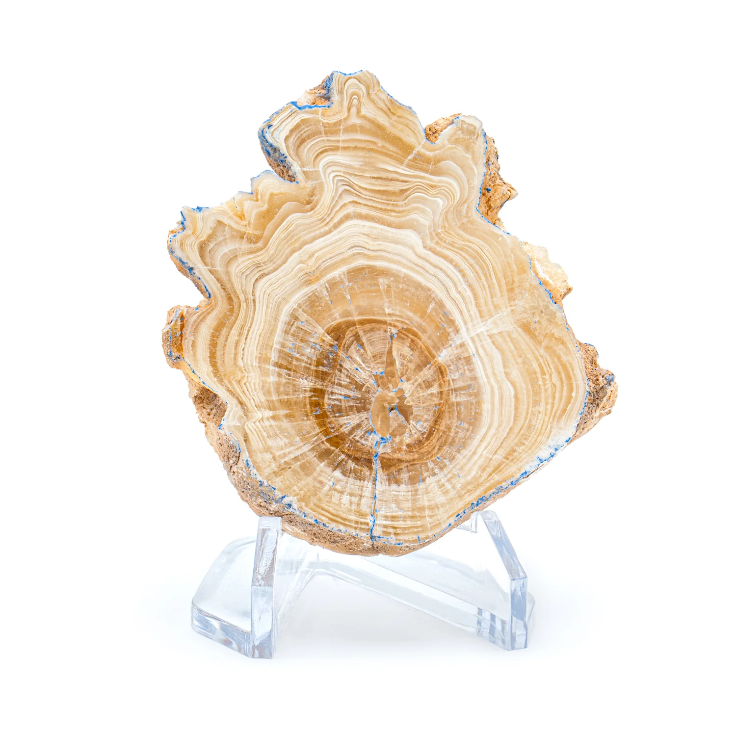 Travertine Speleothem Cross Section - Image 2