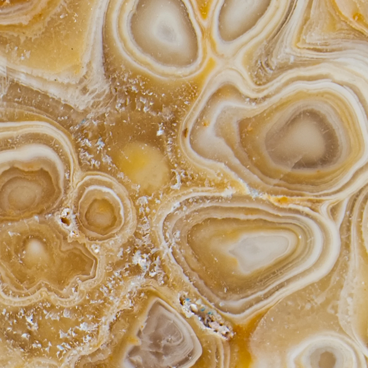 Travertine Speleothem Cross Section - Image 3