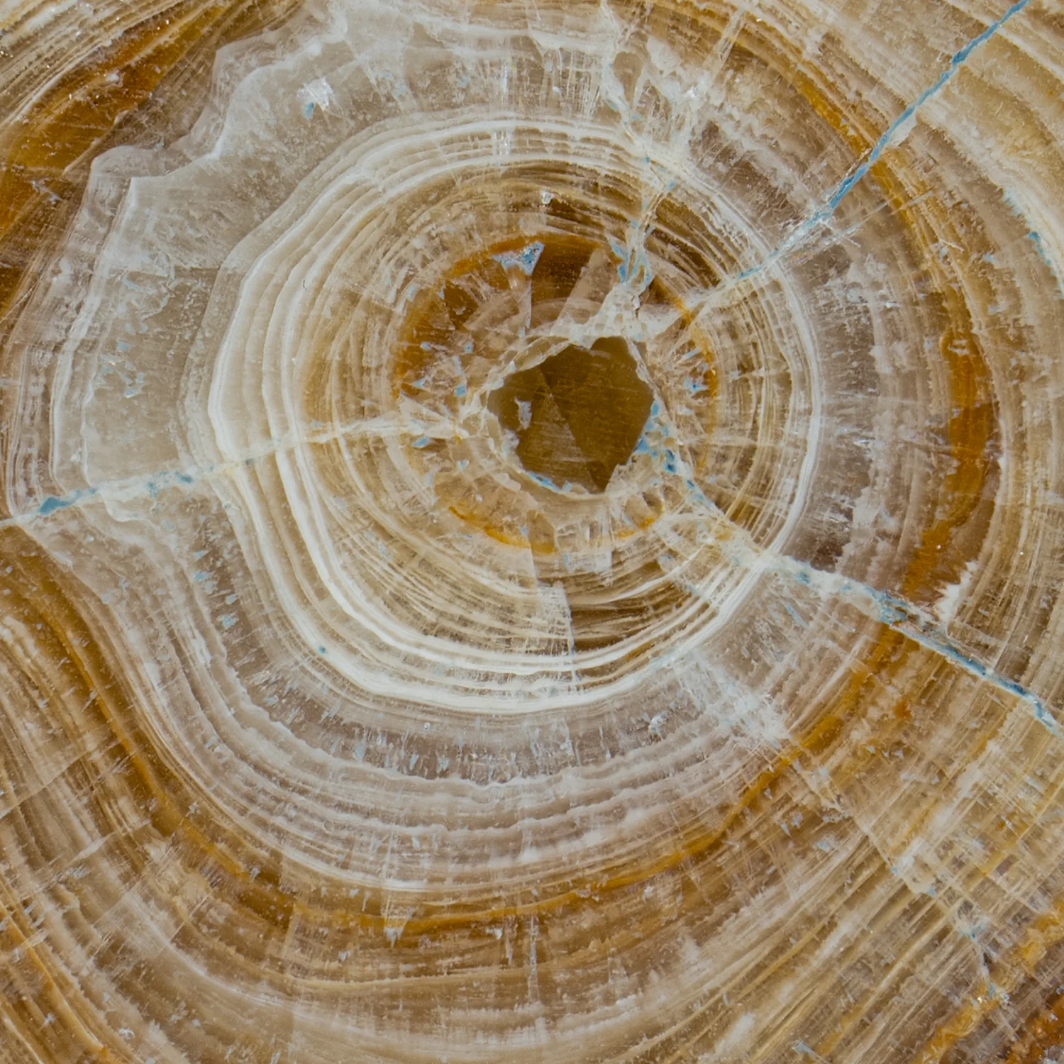 Travertine Speleothem Cross Section - Image 4