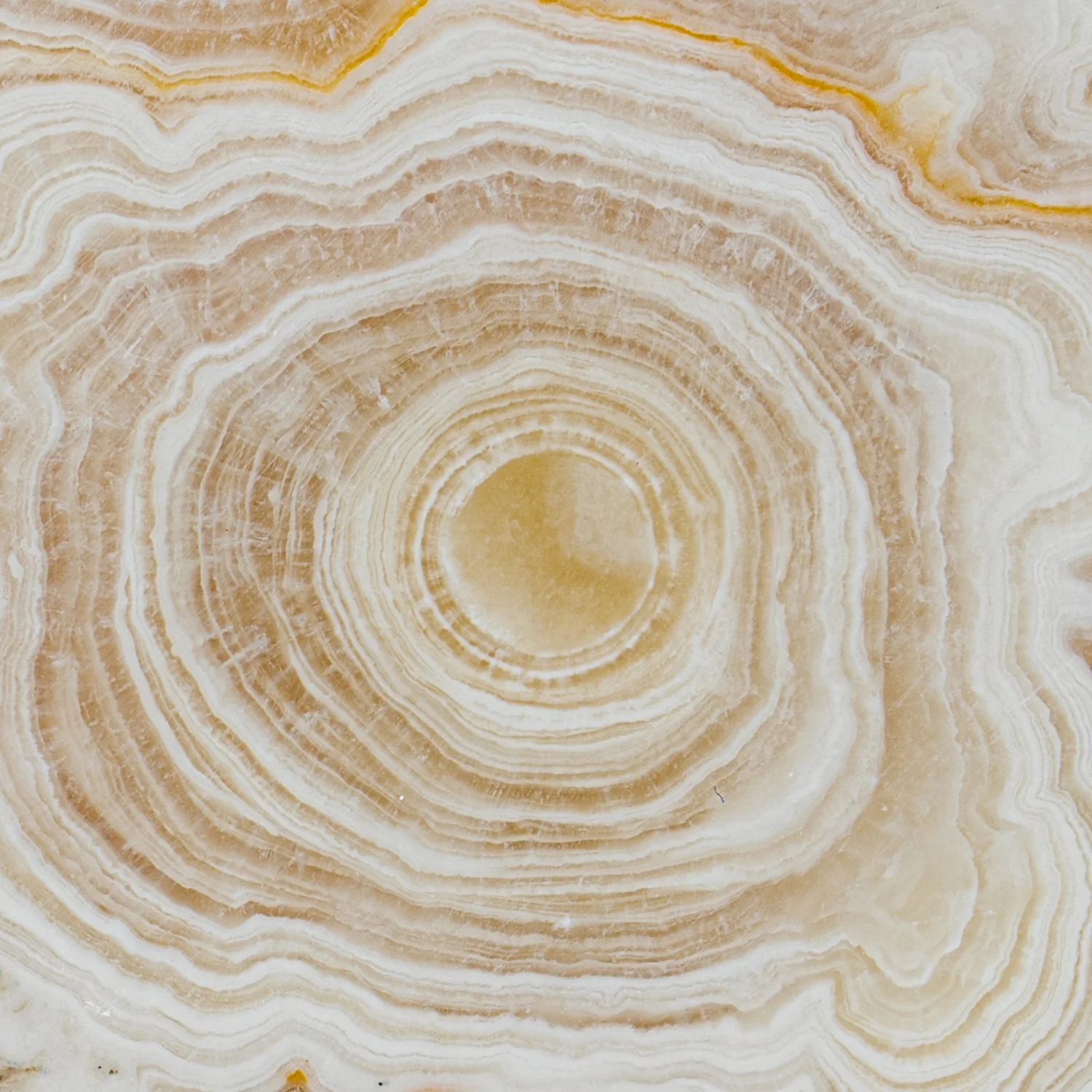 Travertine Speleothem Cross Section - Image 5
