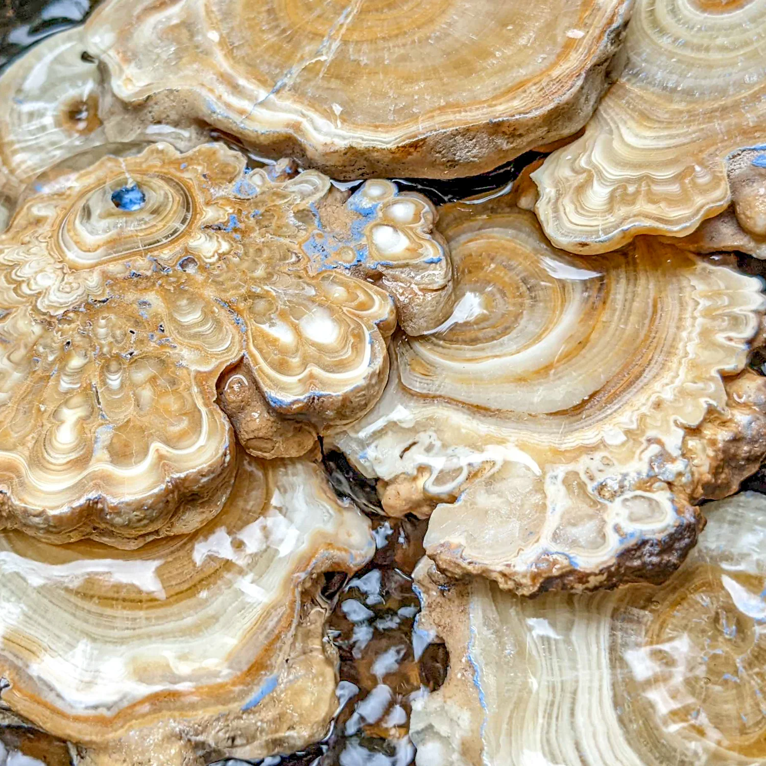 Travertine Speleothem Cross Section - Image 6