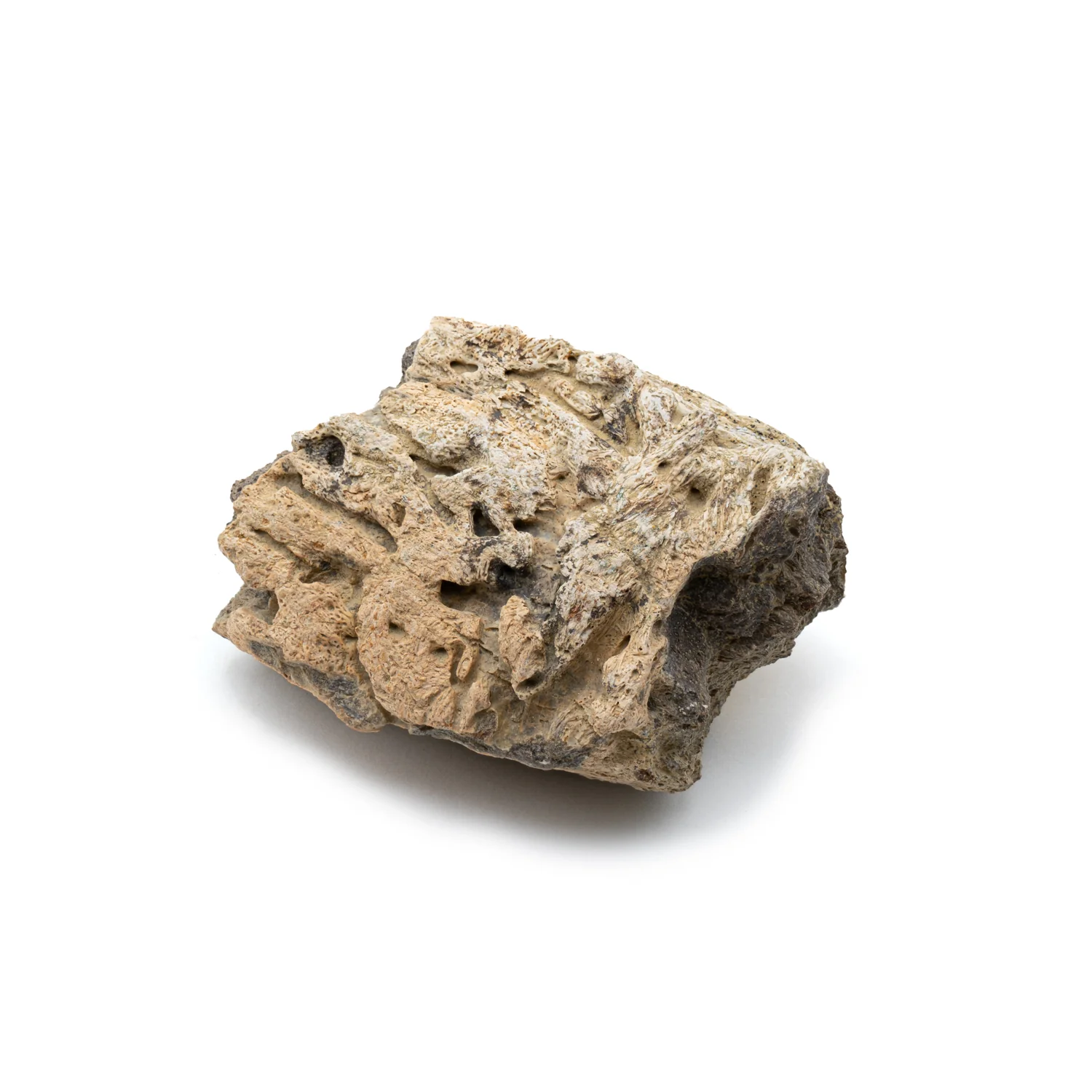 Triceratops Frill Classic Boxed Specimens - Image 3