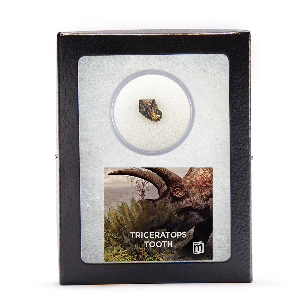 Triceratops Tooth - Image 10